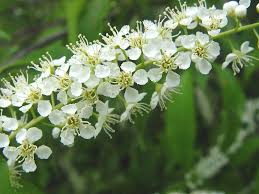 Attēlu rezultāti vaicājumam “Prunus serotina flower”
