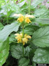 Attēlu rezultāti vaicājumam “Lamiastrum galeobdolon bud”