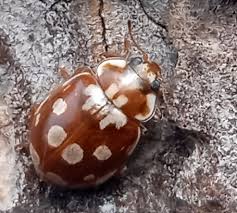 Attēlu rezultāti vaicājumam “Myrrha octodecimguttata”