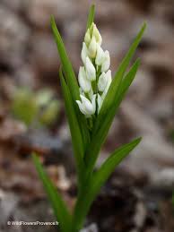 Attēlu rezultāti vaicājumam “Cephalanthera longifolia”