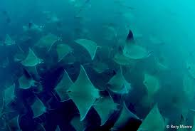 Image result for Mobula munkiana
