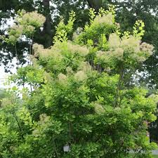 Attēlu rezultāti vaicājumam “Cotinus coggygria flower”