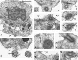 Attēlu rezultāti vaicājumam “Symphytocarpus impexus plasmodium”