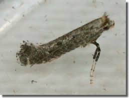 Attēlu rezultāti vaicājumam “Parornix anglicella”