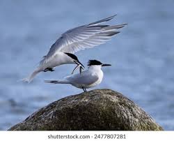 Attēlu rezultāti vaicājumam “Sterna sandvicensis adult”