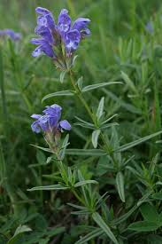 Attēlu rezultāti vaicājumam “Dracocephalum ruyschiana leaf”