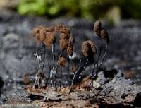 Attēlu rezultāti vaicājumam “Comatricha alta”