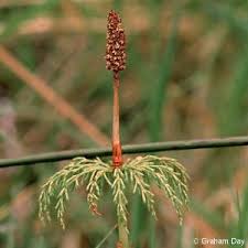 Attēlu rezultāti vaicājumam “Equisetum sylvaticum”