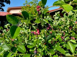 Attēlu rezultāti vaicājumam “Amelanchier spicata fruit”