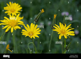 Attēlu rezultāti vaicājumam “Tragopogon pratensis subsp. pratensis”