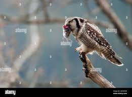 Image result for Surnia ulula