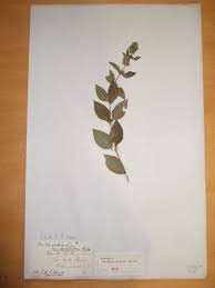 Attēlu rezultāti vaicājumam “Mentha x verticillata”