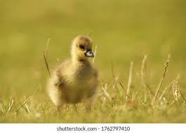 Attēlu rezultāti vaicājumam “Anser anser juvenile”