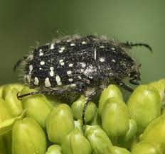 Attēlu rezultāti vaicājumam “Oxythyrea funesta imago”