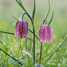 Attēlu rezultāti vaicājumam “Meleagris”