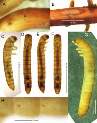 Attēlu rezultāti vaicājumam “Euura brevicornis larva”