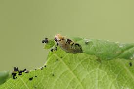 Attēlu rezultāti vaicājumam “Eudemis porphyrana”