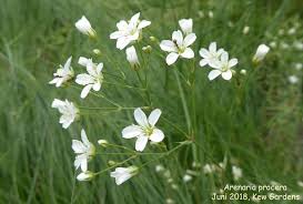 Attēlu rezultāti vaicājumam “Arenaria procera”