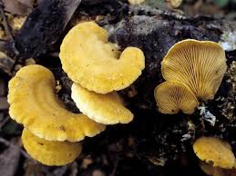 Attēlu rezultāti vaicājumam “Phyllotopsis nidulans”