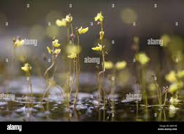 Attēlu rezultāti vaicājumam “Utricularia minor flower”