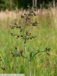 Attēlu rezultāti vaicājumam “Scrophularia nodosa leaf”