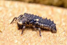 Attēlu rezultāti vaicājumam “Adalia bipunctata imago”