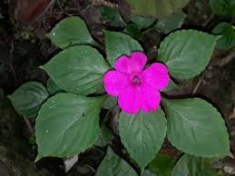 Image result for Impatiens walleriana