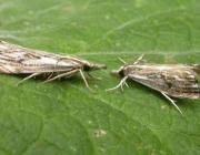 Attēlu rezultāti vaicājumam “Catoptria verellus”