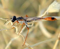 Attēlu rezultāti vaicājumam “Ammophila sp.”
