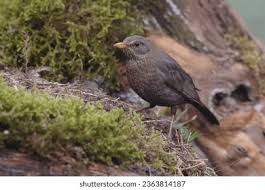 Attēlu rezultāti vaicājumam “Turdus merula female”