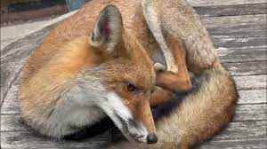 Attēlu rezultāti vaicājumam “Vulpes vulpes  juvenile”