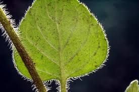Attēlu rezultāti vaicājumam “Clinopodium vulgare leaf”