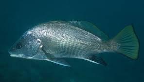 Image result for Sciaena umbra