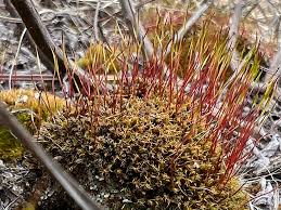 Attēlu rezultāti vaicājumam “Ceratodon purpureus sporophyte”