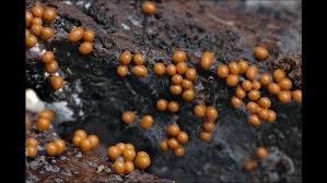 Attēlu rezultāti vaicājumam “Hemitrichia clavata”