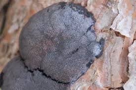 Attēlu rezultāti vaicājumam “Amaurochaete atra”