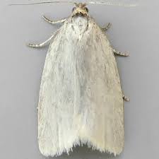 Attēlu rezultāti vaicājumam “Aphelia paleana”