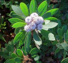 Attēlu rezultāti vaicājumam “Carex globularis flower”