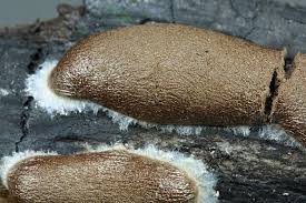 Attēlu rezultāti vaicājumam “Reticularia jurana”