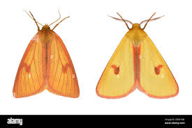 Attēlu rezultāti vaicājumam “Diacrisia sannio”