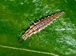 Attēlu rezultāti vaicājumam “Chrysopidae”