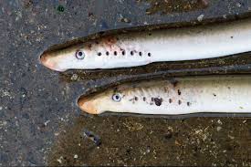 Image result for Lampetra fluviatilis