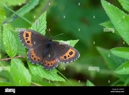 Attēlu rezultāti vaicājumam “Erebia ligea”