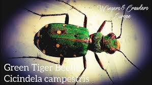 Attēlu rezultāti vaicājumam “Cicindela campestris”