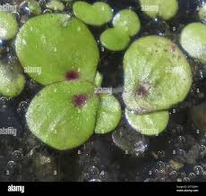 Attēlu rezultāti vaicājumam “Spirodela polyrhiza”