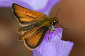 Attēlu rezultāti vaicājumam “Thymelicus sylvestris underside”