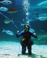 Image result for Cleveland Divers