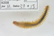 Attēlu rezultāti vaicājumam “Succinea”