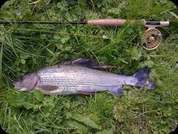 Image result for Dulverton Angling Association