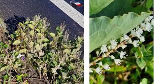 Attēlu rezultāti vaicājumam “Reynoutria japonica flower”